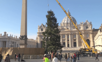 Vaticano: Árbol de Navidad obsequiado por Polonia se alza ya en San Pedro