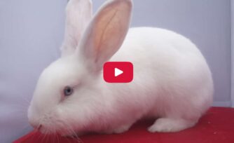 Video: Significado del Conejo de Pascua