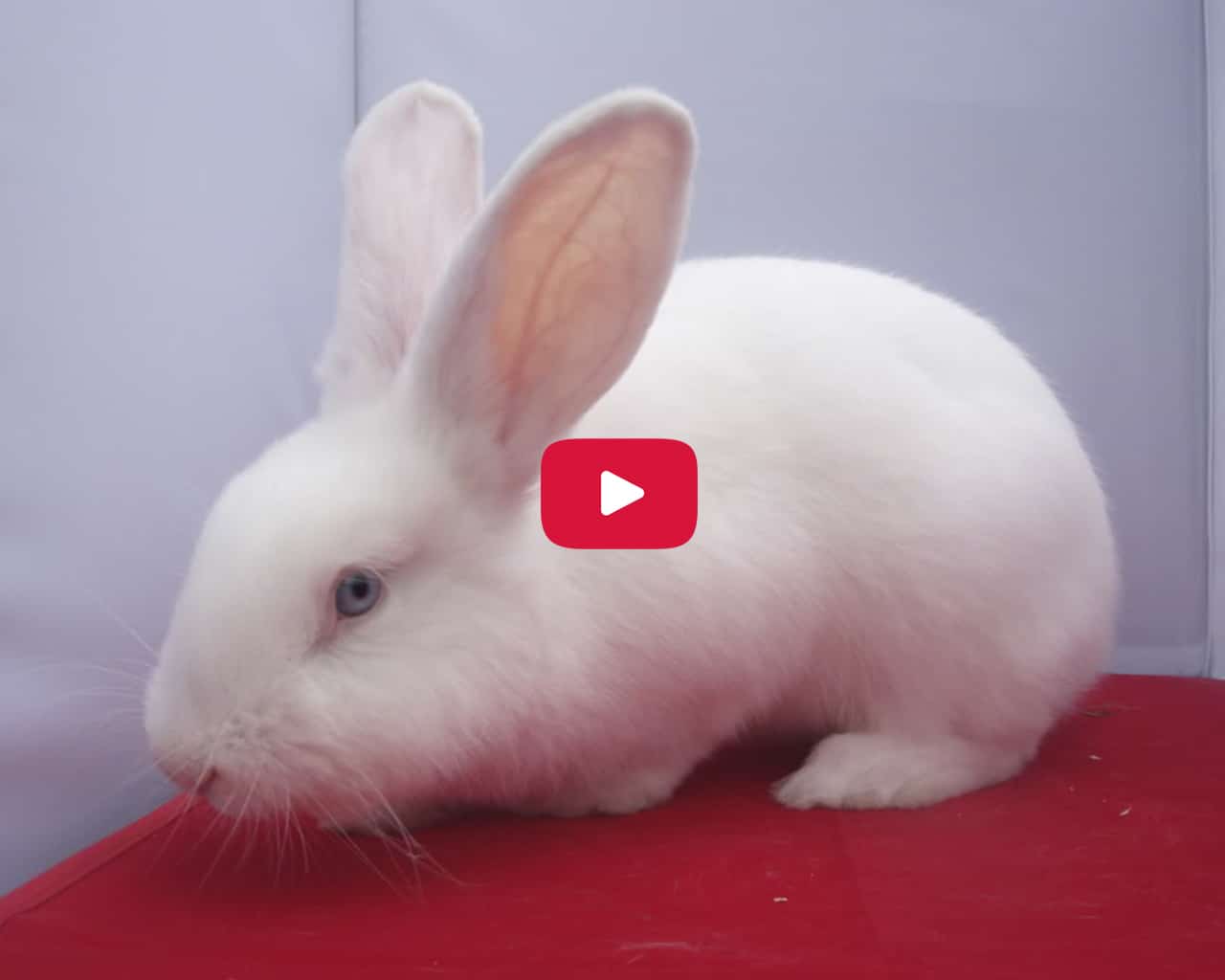 Video: Significado del Conejo de Pascua
