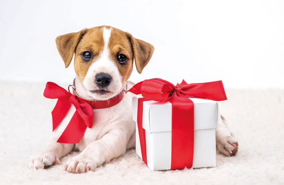 Pedir una mascota a los Reyes Magos ¿una buena idea?