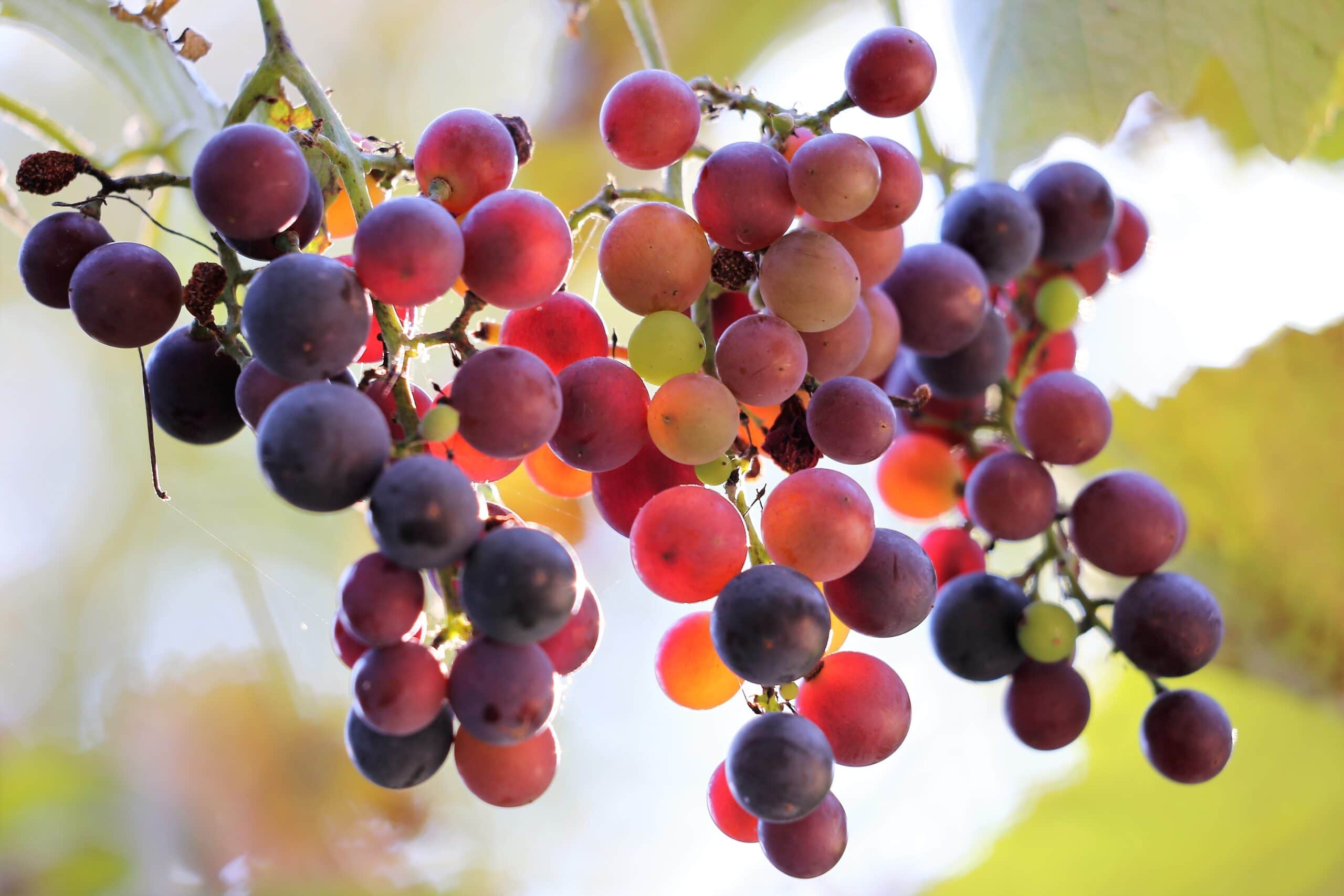 Uvas. Foto: Cathopic.