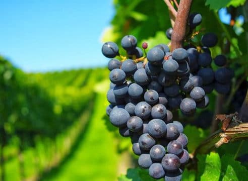 ¿Qué podemos aprender de los jornaleros de la viña (Mt 20, 1-16)?