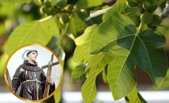 ¿Por qué debemos las higueras de México a san Felipe de Jesús?