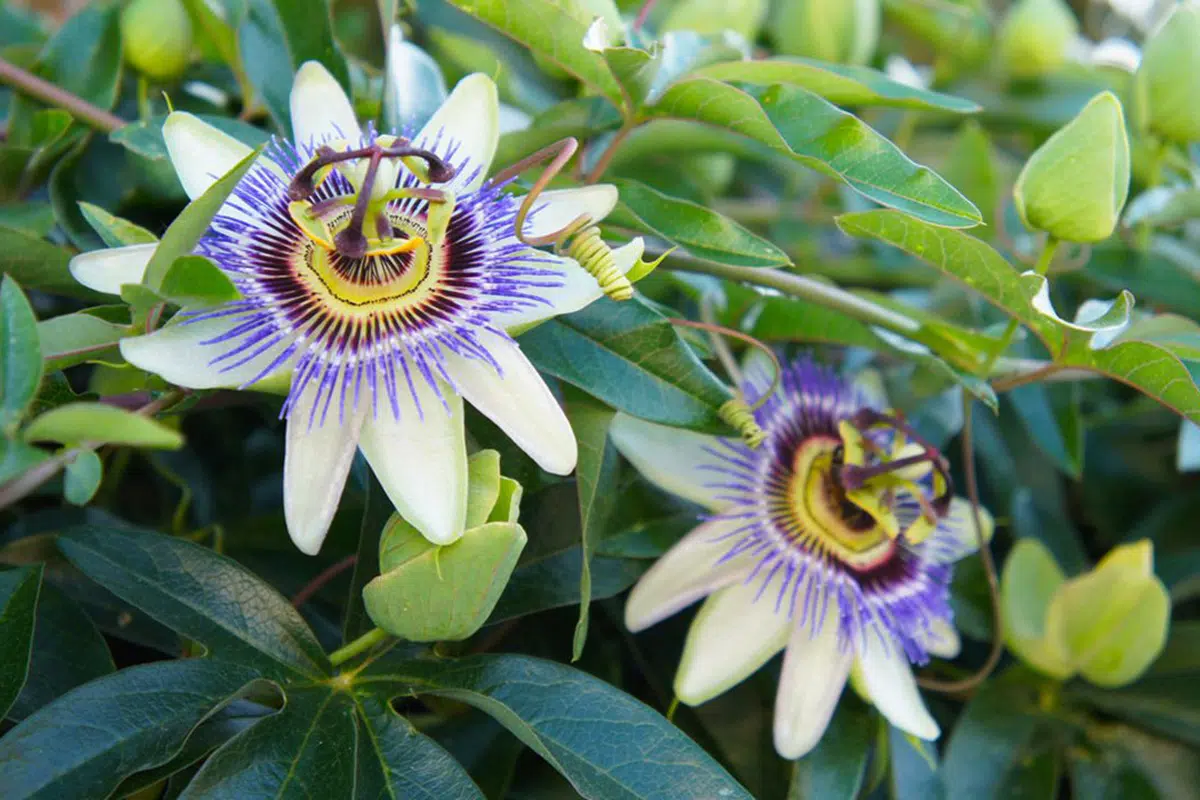 Semana Santa, ¿cuáles son las flores y colores relacionados con ella?