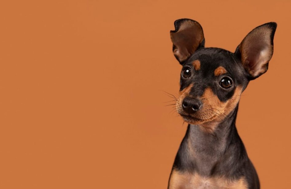 Adoptar un animal: símbolo de humanidad
