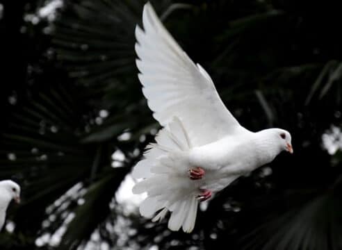 ¿Por qué al Espíritu Santo se le representa con una paloma?