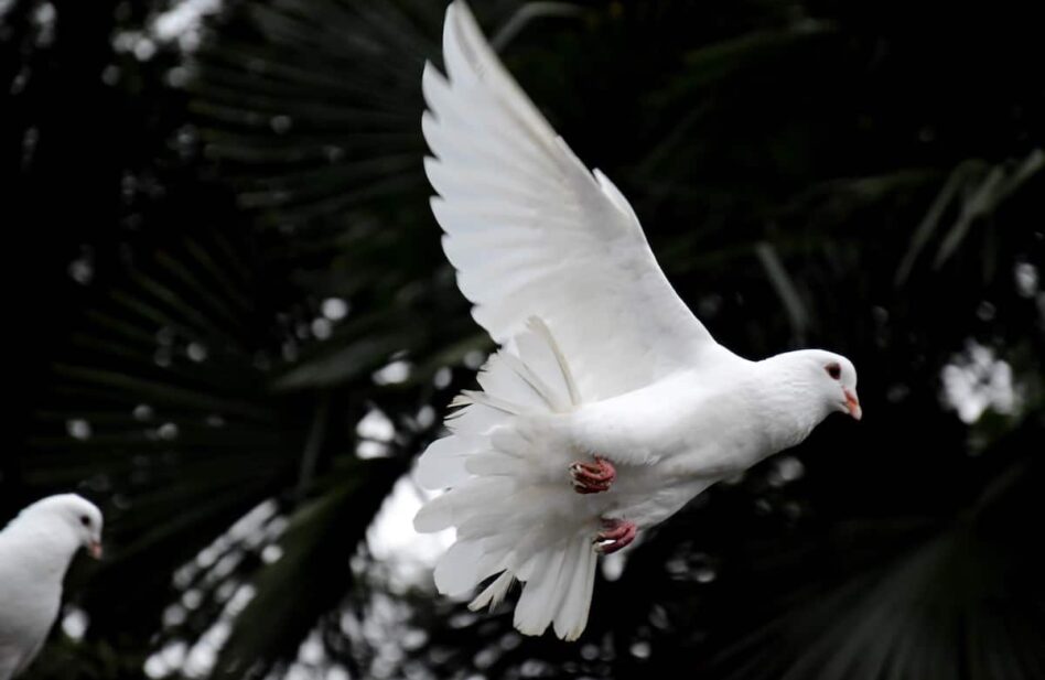 Del mensaje del Santo Padre con ocasión de la LVI Jornada Mundial de la paz