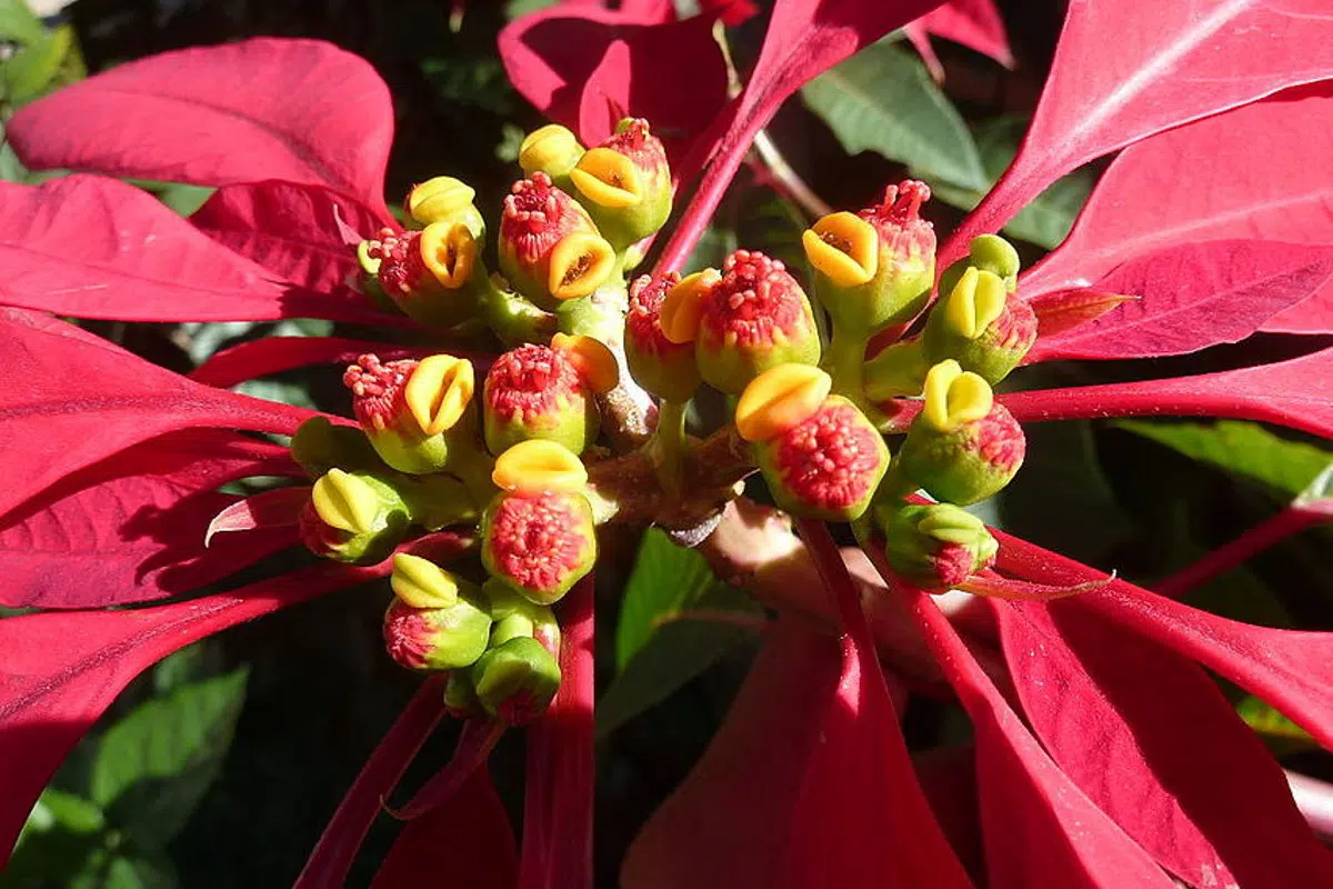 Nochebuena, la flor mexicana que adorna la navidad en el mundo