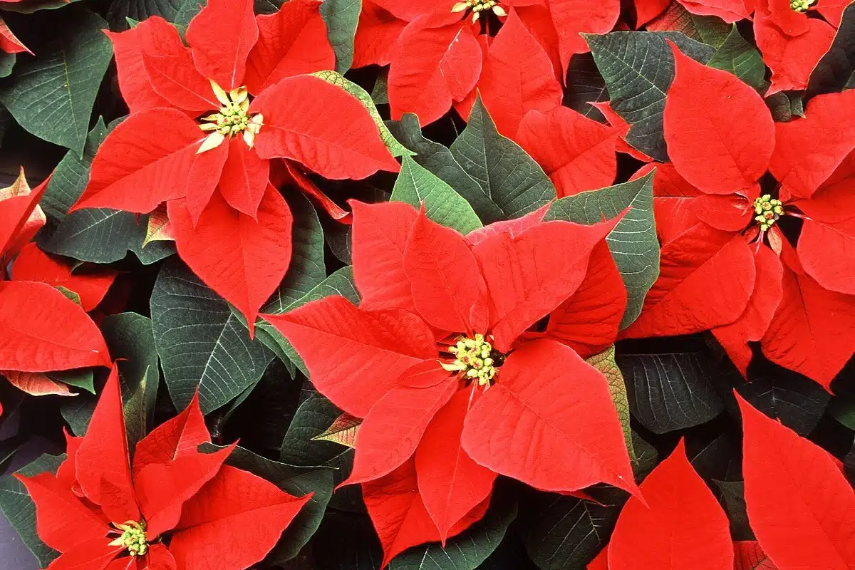 Nochebuena, la flor mexicana que adorna la navidad en el mundo