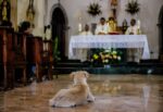 Perros en misa