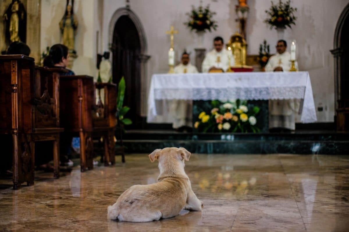 ¿Qué hacer cuando un perrito irrumpe en Misa?