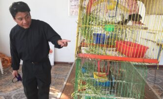 Los gorriones que le cantan al Santísimo se niegan a salir de este templo