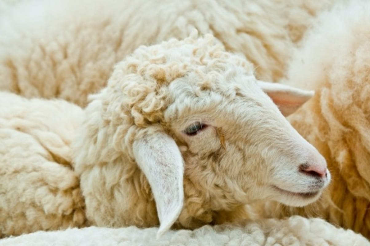 Según el Evangelio, ¿quién cuida a las ovejas, Jesús o el Padre?