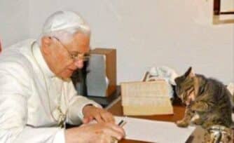 Conoce a Chico, el gato que 'escribió' un libro sobre Benedicto XVI