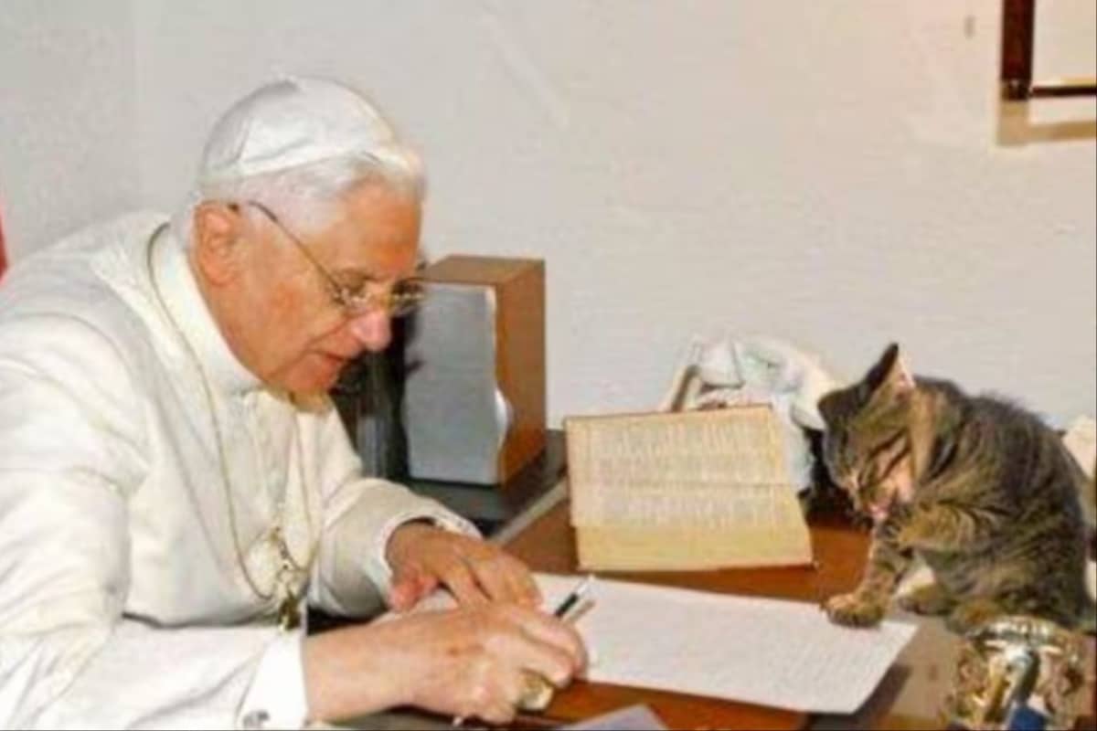 Conoce a Chico, el gato que 'escribió' un libro sobre Benedicto XVI