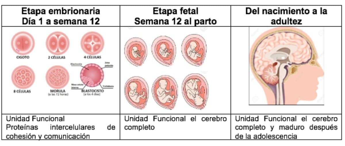 Un organismo vivo, es el conjunto de células (como en el embrión al inicio de su existencia), y/o de órganos y tejidos (desde que es feto hasta adulto)