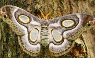 Mariposas negras en la casa, ¿sabes qué significa?