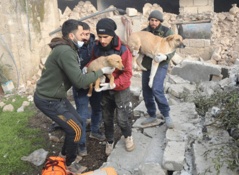 Este hombre ha rescatado de la guerra y los sismos a miles de animalitos en Siria