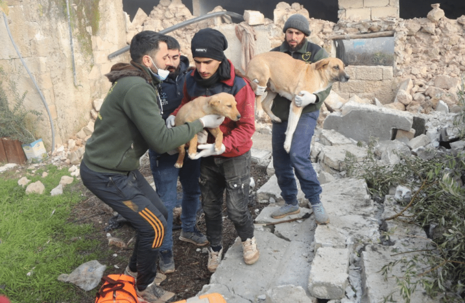 Este hombre ha rescatado de la guerra y los sismos a miles de animalitos en Siria