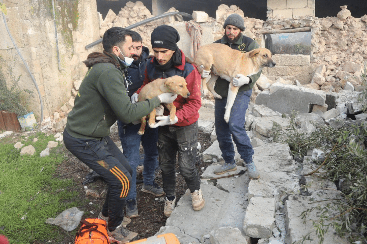 Animales rescatados en Siria