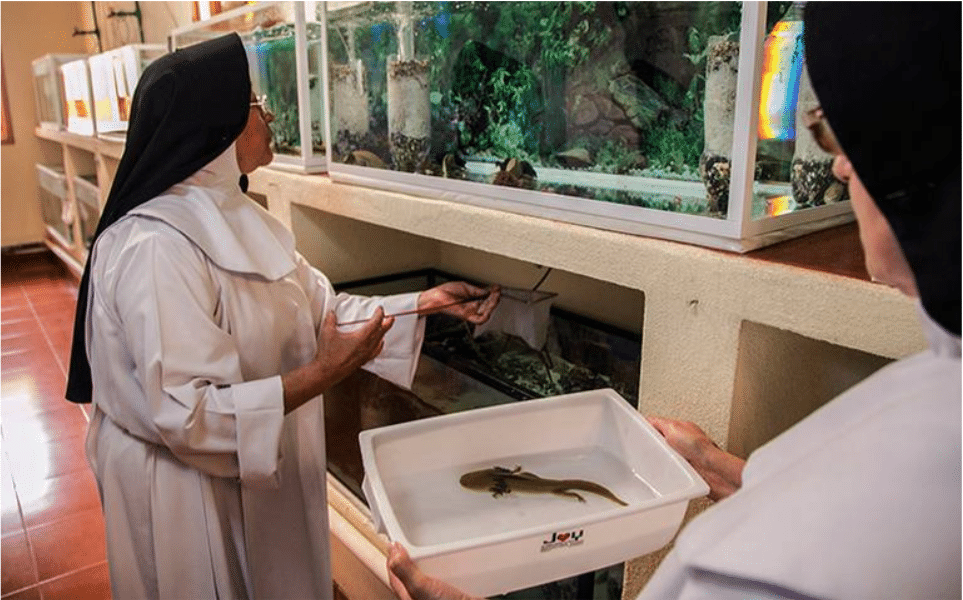 Las monjas Monasterio de María Inmaculada de la Salud cuidan a los ajolotes.