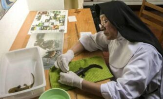 Monjas se convierten en protectoras del ajolote en México: hacen "milagros" para impedir que se extingan