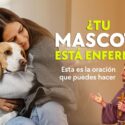 ¿Cómo pedirle a Dios y a qué santo rezar si tu mascota está enferma?