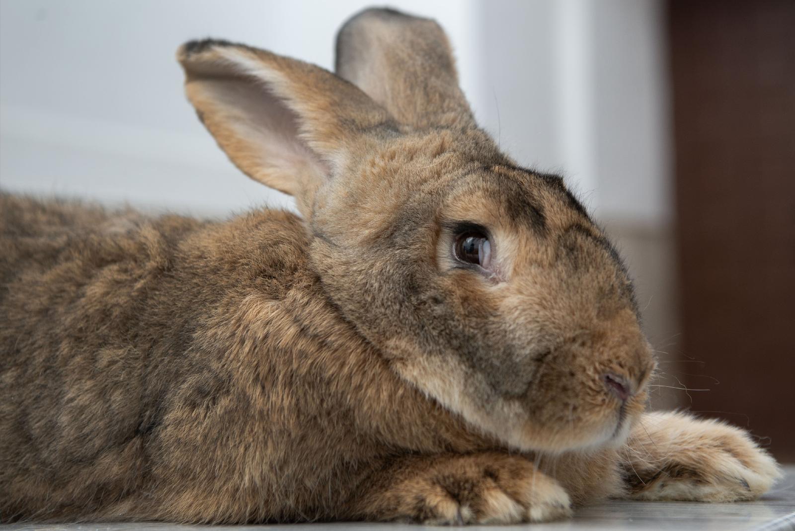 Estos conejos se encuentran en peligro de extinción. (Foto de OSV News/Lissette Lemus, Global Sisters Report)