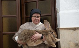 Inspiradas por Laudato Si’, religiosas preservan una raza de conejo en peligro