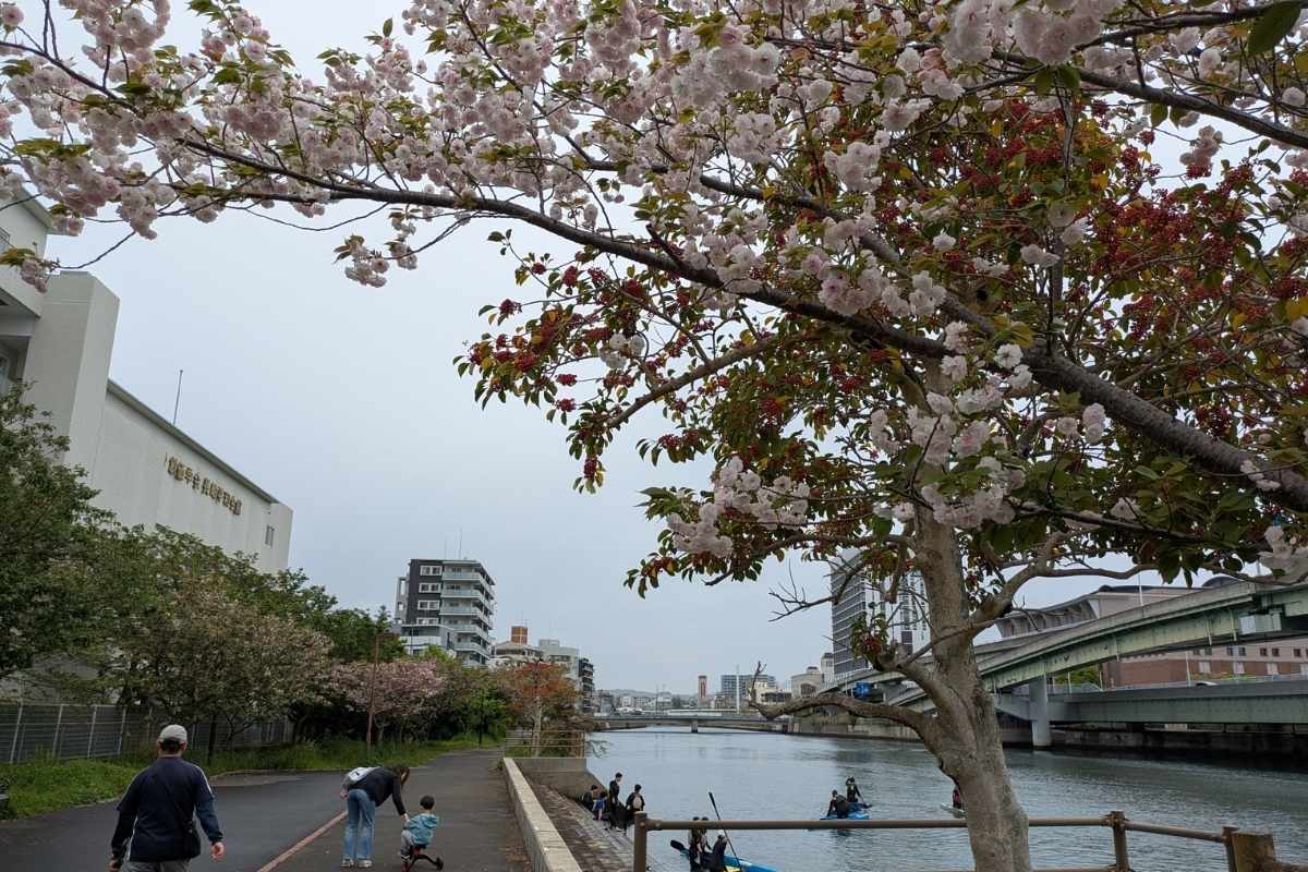 Cerezos Nagasaki
